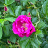 Organic Rose Petal Sugar